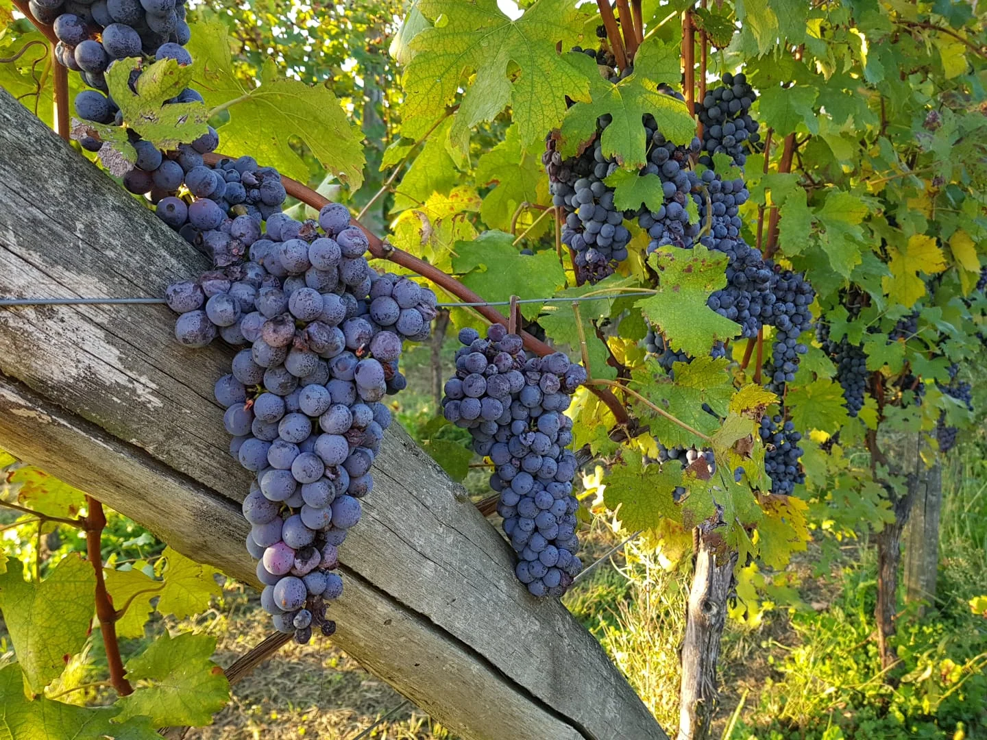 Case Corini Bricco Natural Red Wine Blend | Organic